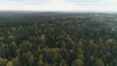 Forest from a bird's-eye view Stock-Footage 86172092