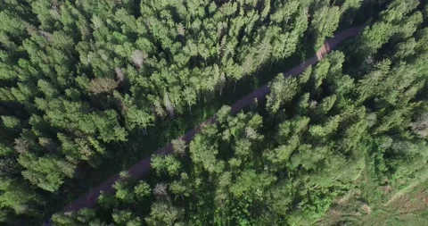 Forest from a bird's eye view Stock Footage 145661284