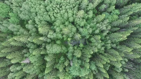 Forest from a bird's eye view Stock Footage 145661287