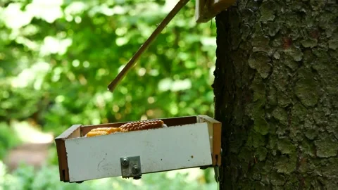 Forest birds at the feeder. 動画素材 249813001