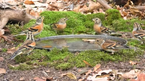 Forest birds Stock Footage 170479713