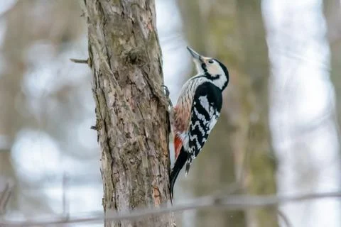 Forest birds live near the feeders in winter Stock Photos