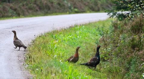 Forest birds Stockfoto's
