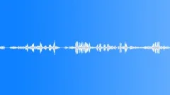 Forest Birds Sound Effect