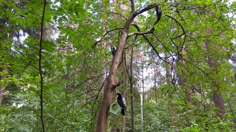 Forest birds on a tree in summer 4K Stock-Footage 114660250