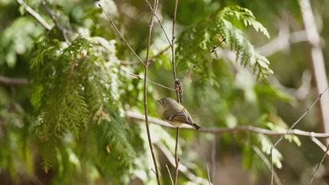 Forest Birdwatching Delight: Ruby-Crowned Kinglet on Cedar Foliage Stock Photos