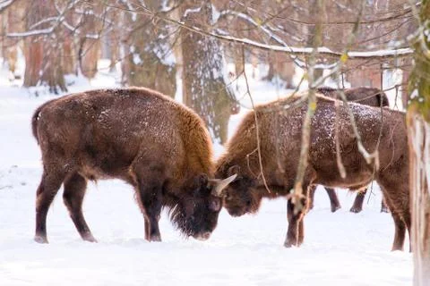 Forest bison fighrt Stock Photos