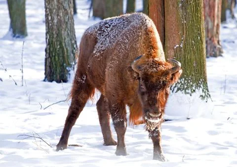Forest bison Stock Photos