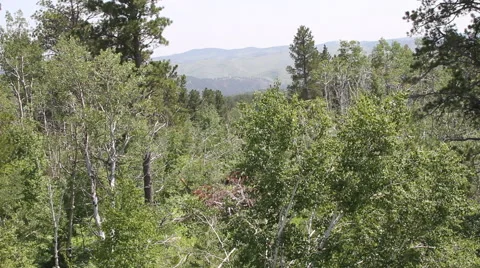 Forest of the Black Hills Stock Footage 40365358