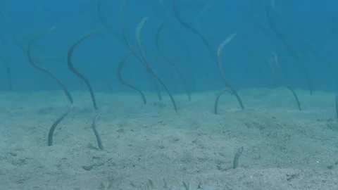 Forest of black-spotted garden eels on ocean sandy bottom Stock Footage 246287257