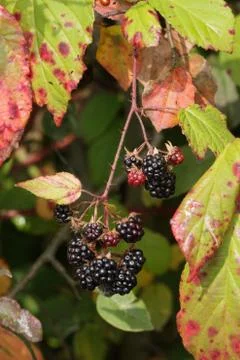 Forest blackberries Foto stock