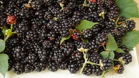 Forest blackberries on a plate. Stock Footage 328404235