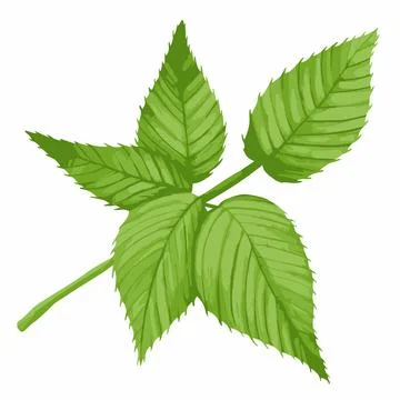 Forest blackberry big leaf green Stock Illustration