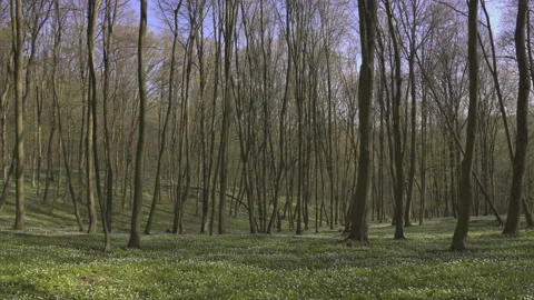 Forest in bloom in spring, 8K Stock Footage 164185869