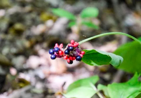 Forest blue berry on the stem. Stock Photos
