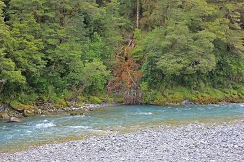 Forest with blue pools in front Stock Photos