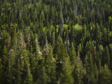 Forest with blue sky Stock Photos