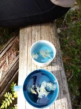 Forest Blue Tea Stock Photos