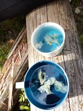 Forest Blue Tea Stock-Fotos