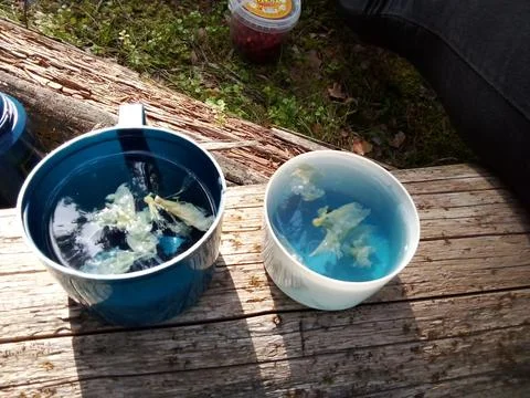 Forest Blue Tea Stock-Fotos