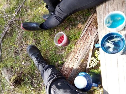 Forest Blue Tea Stock Photos