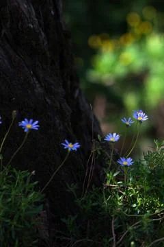 Forest Blue Wildflowers in Sunshine Foto stock