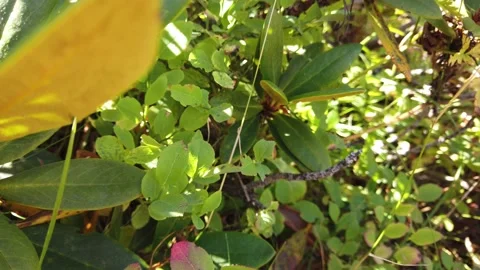 Forest blueberries Video stock 144860590