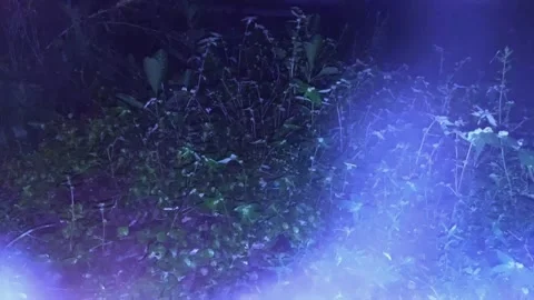 Forest with Bluish Smokey Environment Stock Footage 296633760