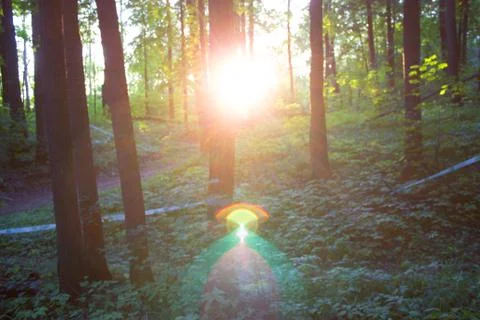 Forest blur baground Stock Photos