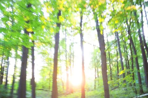 Forest blur baground Stock Photos