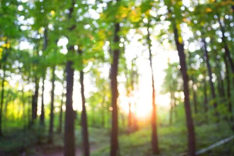 Forest blur baground Stock Photos