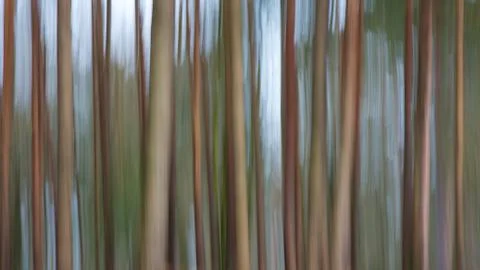 Forest Blur Stock Photos
