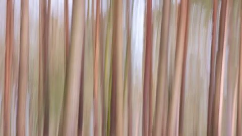 Forest Blur Stock Photos
