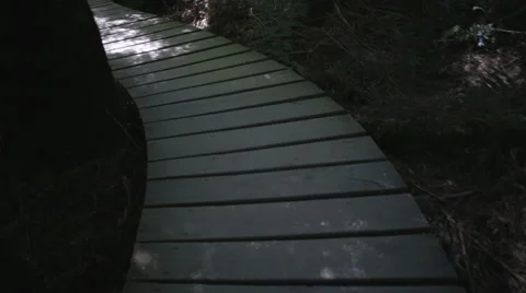Forest boardwalk path Stock Footage 52458810