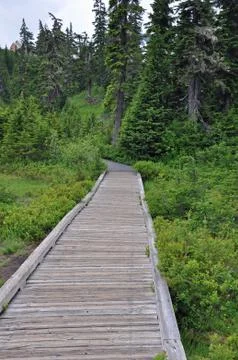 Forest boardwalk Stock Photos