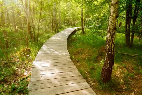 Forest boardwalk on a sunny day Stock Photos