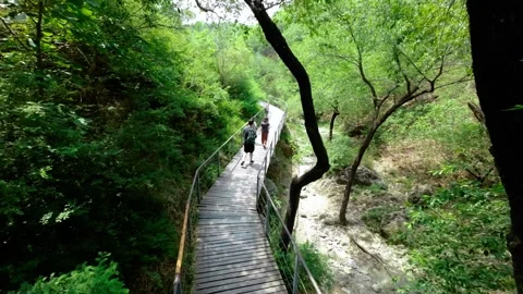 On the forest boardwalk On the weekend Video stock 244575090