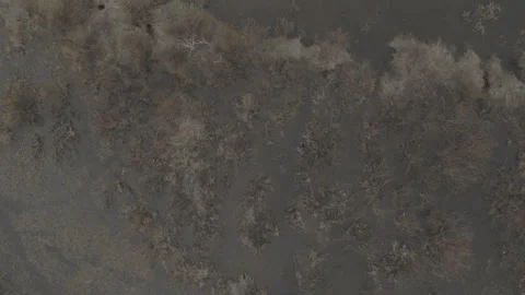 Forest Bog Oasis Flyover Desolate 库存影片 248728026