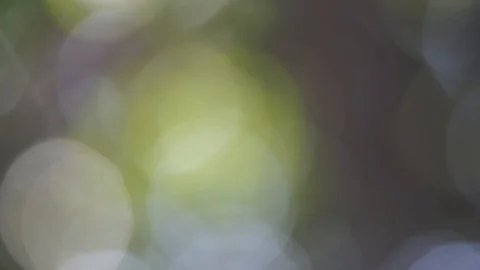 Forest Bokeh 2 - no audio Stock Footage 130159023