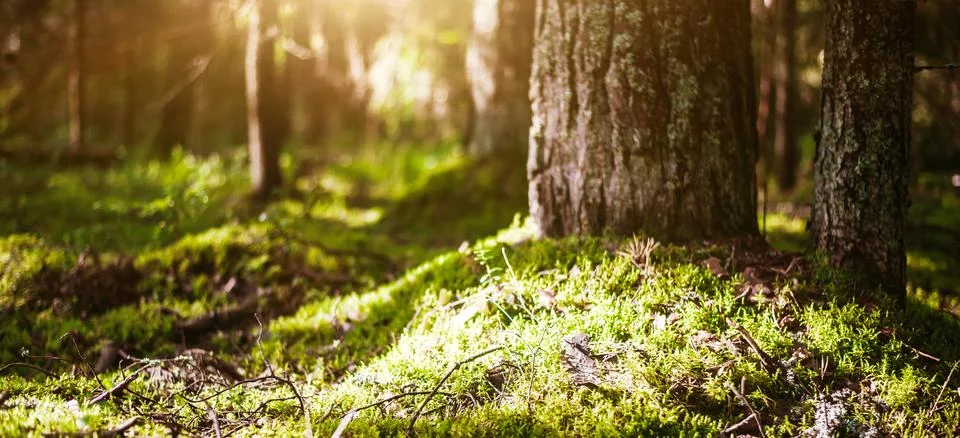 Forest bokeh background Stock Photos