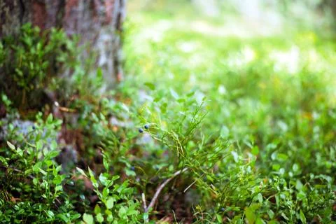 Forest bokeh background Stockfoto's