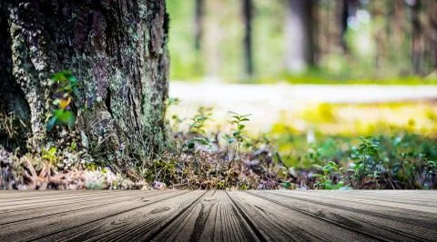 Forest bokeh background Stock Photos