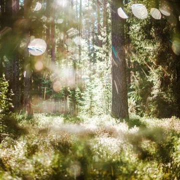 Forest bokeh blur sun light Stock-Fotos