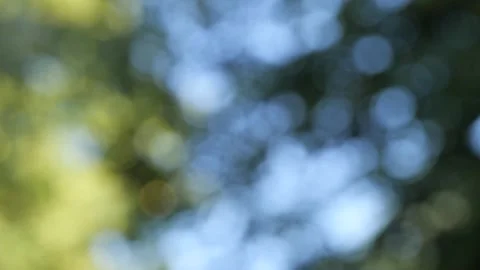 Forest bokeh effect with vibrant sky captured during golden hour. Vidéo 287129020