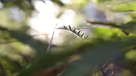 Forest bokeh Video stock 12013627