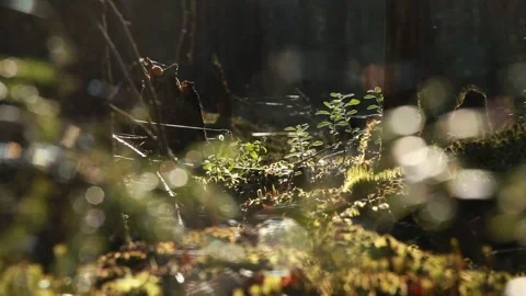 Forest bokeh Stock Footage 130311936