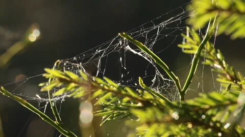 Forest bokeh Stock Footage 130311999