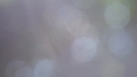 Forest Bokeh - no audio Stock Footage 130159035