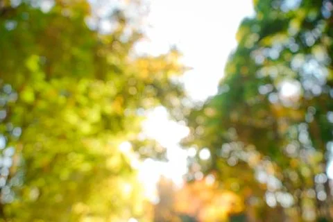 Forest Bokeh Stock Photos