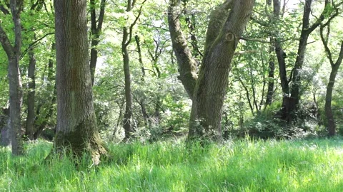 Forest Border in Germany (Springtime, sunny) Stock Footage 196927327